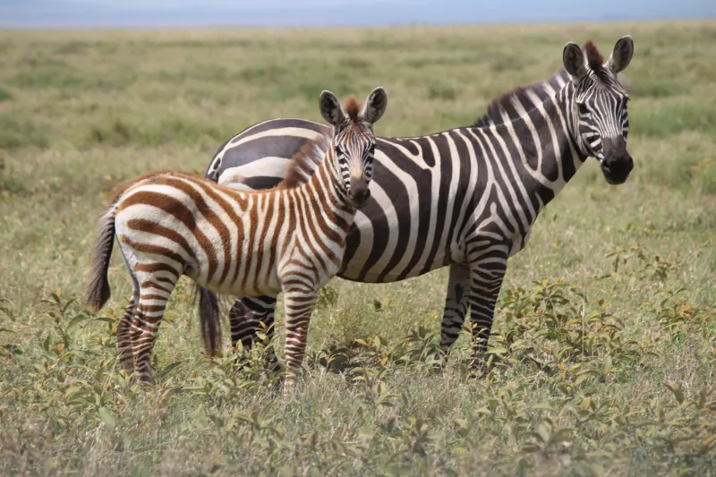 J2Safaris