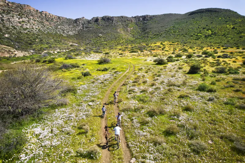 Aerial view of cyclists riding a dirt trail through wildflower meadows in Bushmans Kloof's rugged mountains.