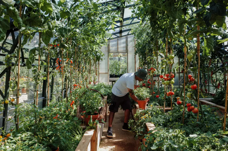 Man in white shirt and hat tending red tomato plants in a lush greenhouse.