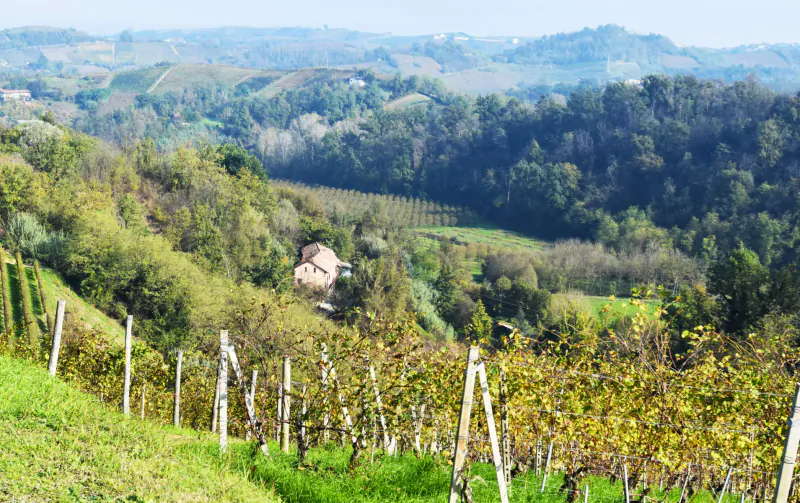 Vineyard with green grapevines on rolling hills, distant pink house, lush valley landscape in Italy
