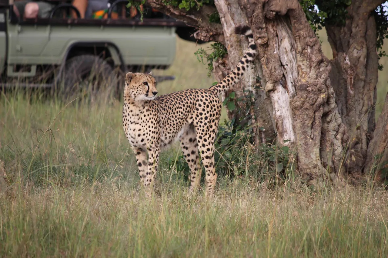 J2Safaris