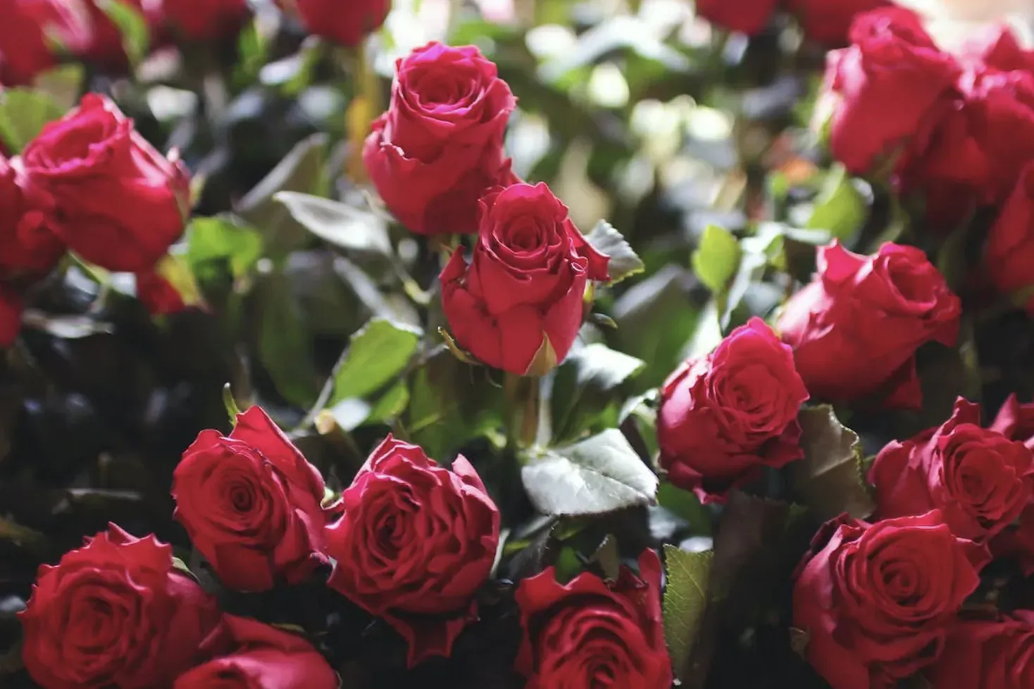 Close-up of vibrant red roses with green leaves, ideal for home decor