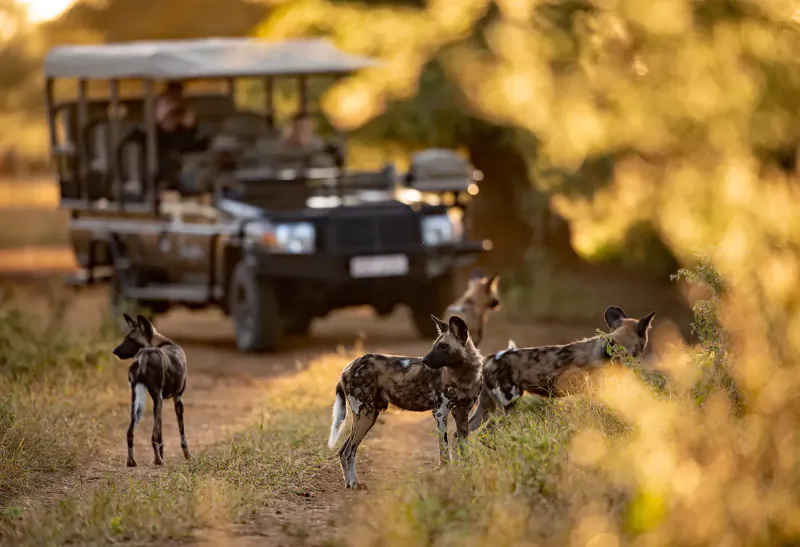 African wild dogs stand alert on dirt road near luxury safari vehicle in golden savanna light