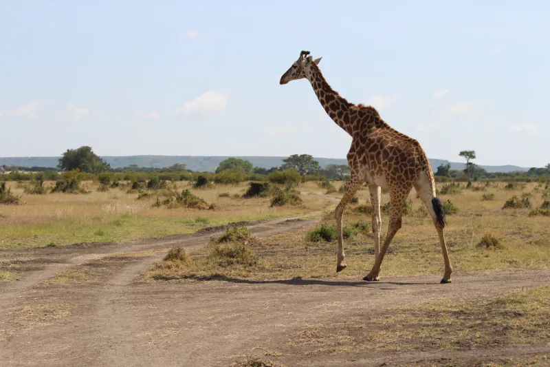 J2Safaris