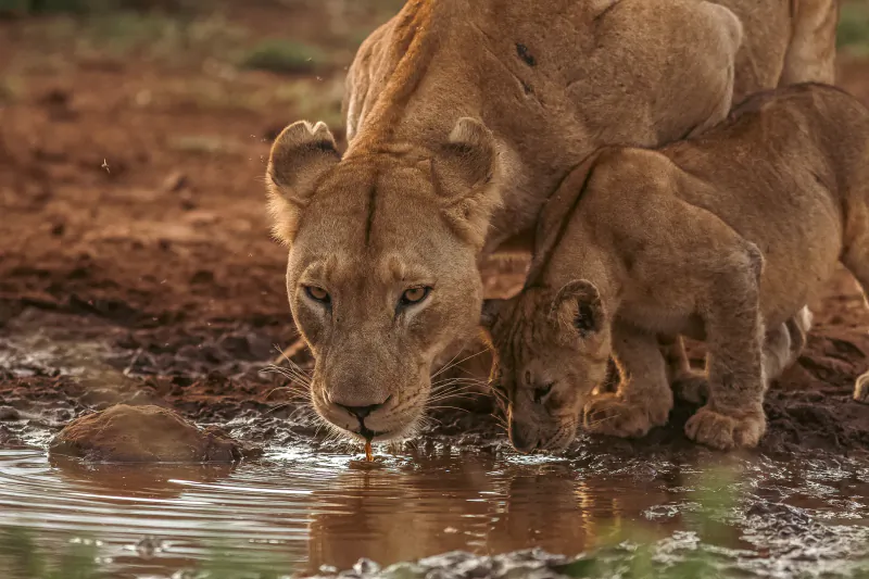 Lioness and two cubs drinking from muddy watering hole in African savanna