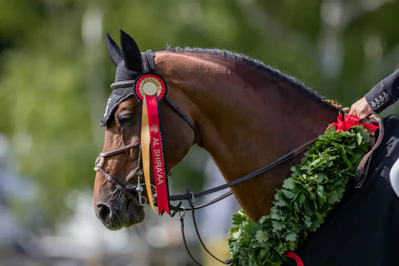 Bay horse with red 'Al Shira’aa' ribbon and green laurel wreath, at Hickstead Derby event