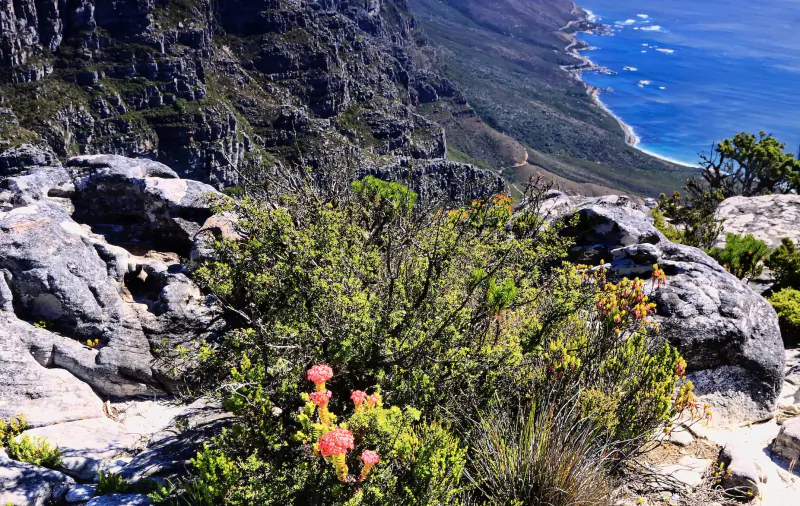 Pink flowers on green shrubs amid rocky cliffs of Table Mountain, overlooking ocean and Cape Town.