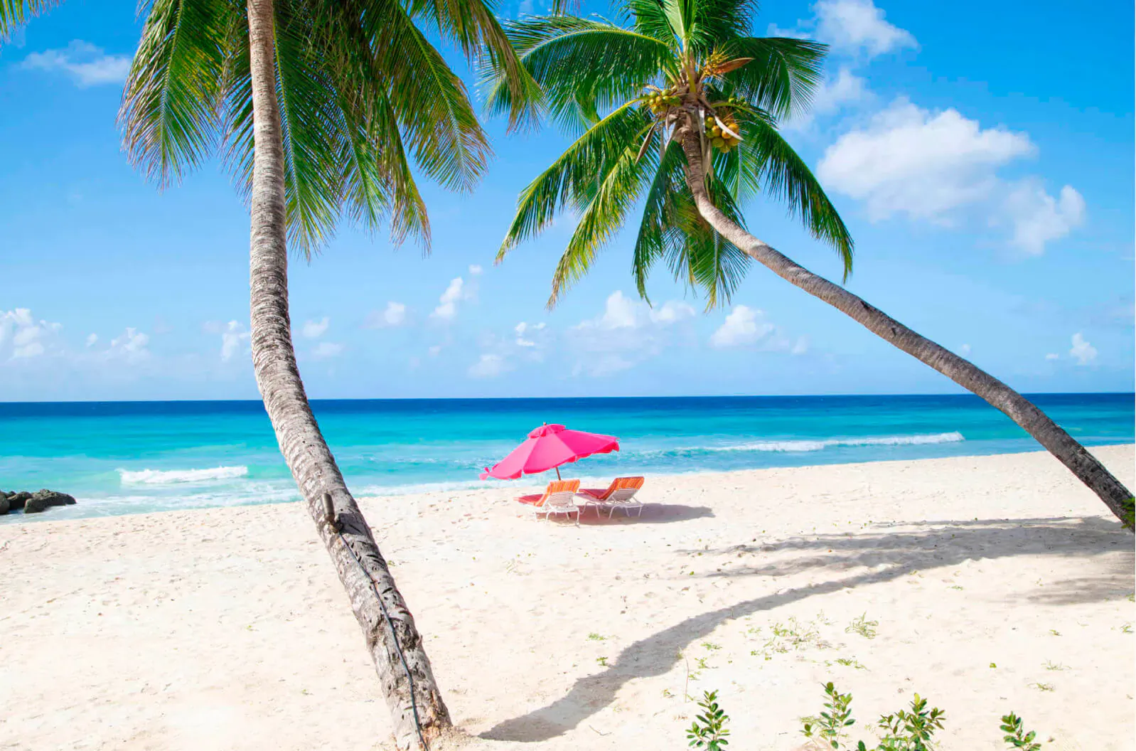 Tropical Barbados beach with swaying palm trees, pink umbrella, lounge chairs, turquoise sea, and white sand at O2 Beach Club.