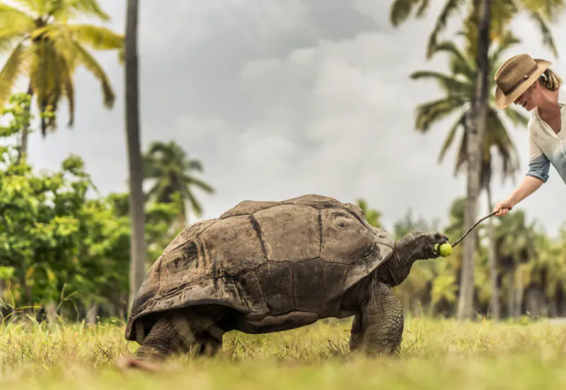 Woman in hat feeds green fruit to giant tortoise on grassy island with palms and greenery